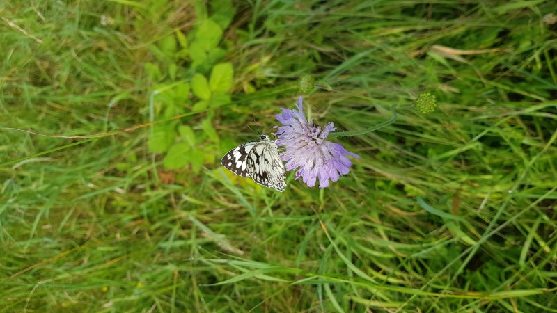 PAPILLON. DEMI-DEUIL sur SCABIEUSE, Prairie  rue P Avezard FAY. BRUNO GODET